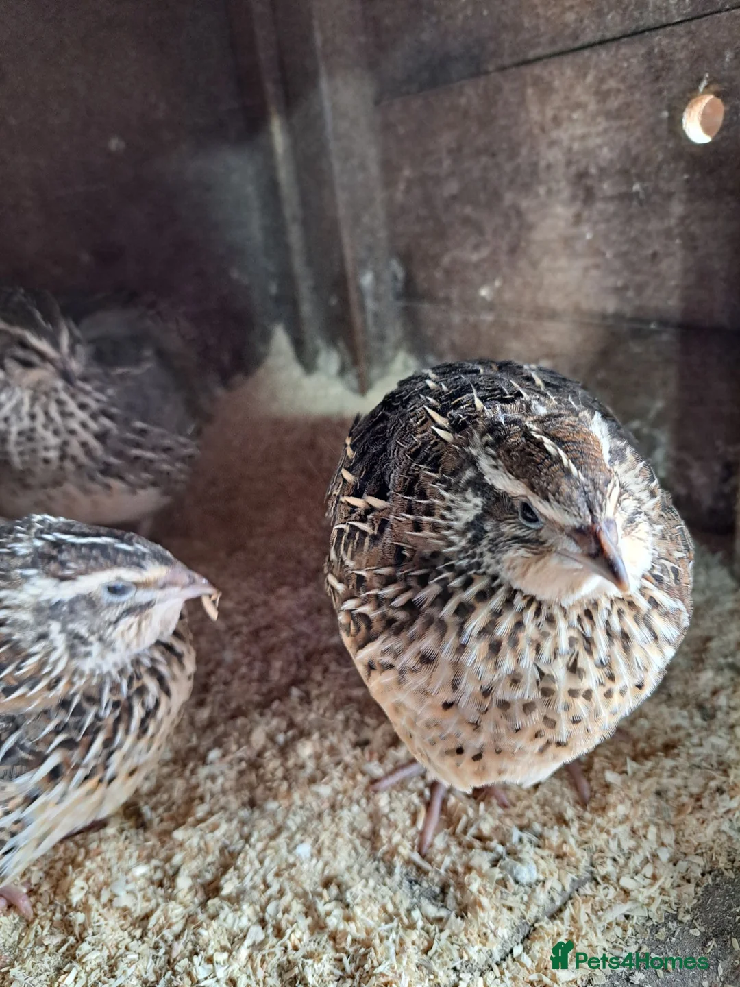 Quail poultry for sale: Courtnix japanese quails  - Advert 1