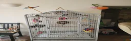 Conures birds for sale: Lovely Lois, Looking for a forever home  - Advert 3