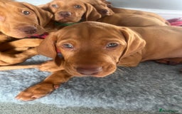 Hungarian Vizsla dogs for sale: Hungarian Vizsla puppies   - Image 4