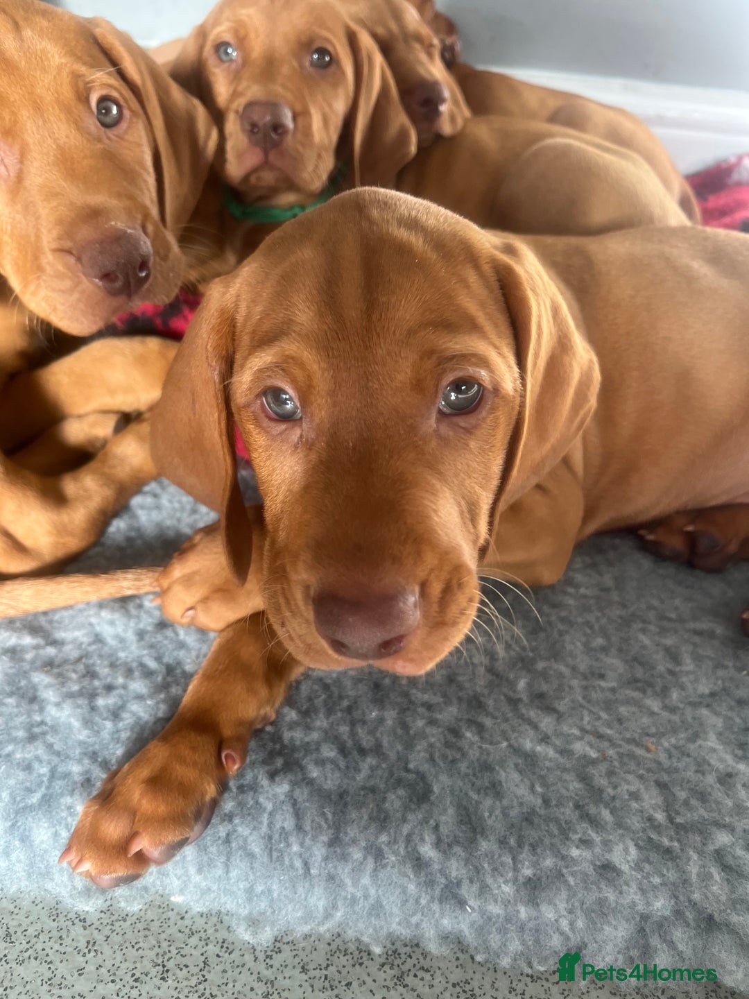 Hungarian Vizsla dogs for sale: Hungarian Vizsla puppies   - Image 4