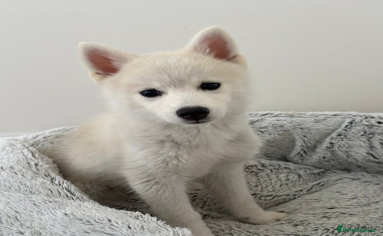 Pomsky dogs - Advert 1