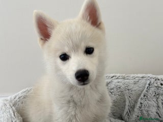 Pomsky dogs - Advert 3