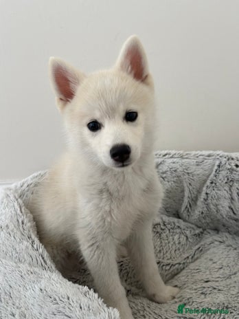 Pomsky dogs - Advert 3