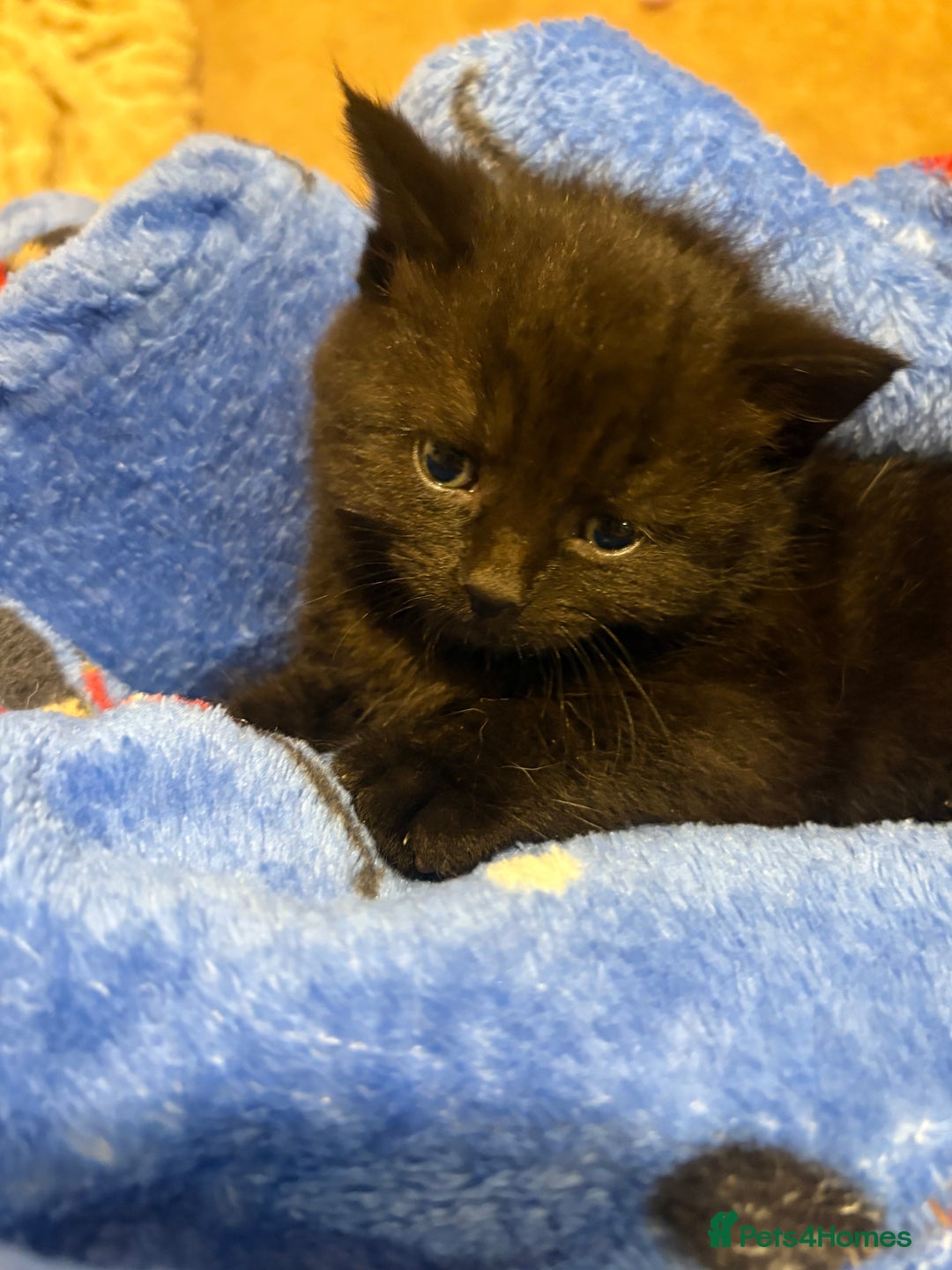 Mixed Breed cats for sale: 2 kittens ready to leave🤍 - Image 6