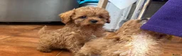 Cavapoo dogs for sale: Tiny Toy Cavapoo Puppies - Advert 23
