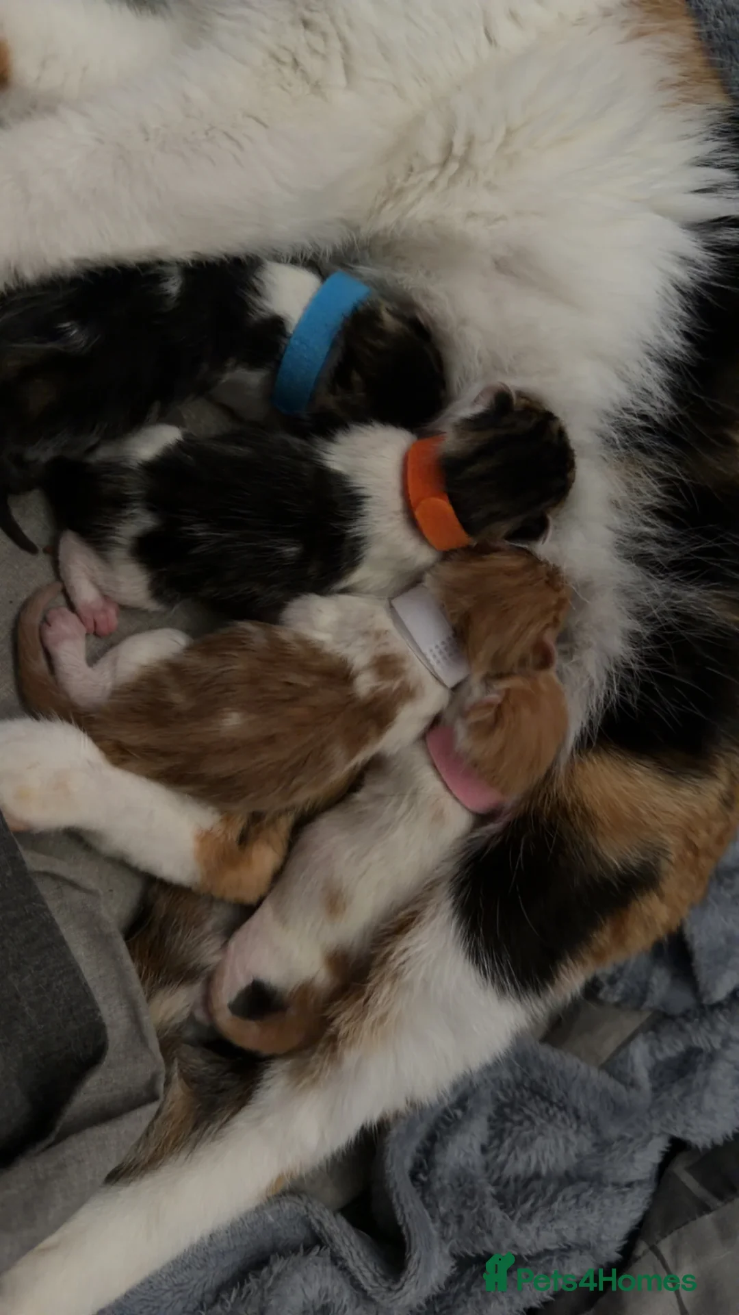 Mixed Breed cats for sale: 2 kittens for sale in Holywell - Advert 1