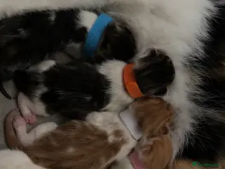 Mixed Breed cats 2 kittens for sale - Advert 5