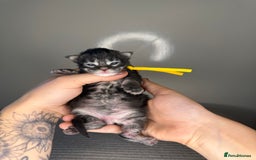 Maine Coon cats for sale: XL maine coon kittens available in Market Rasen - Image 7