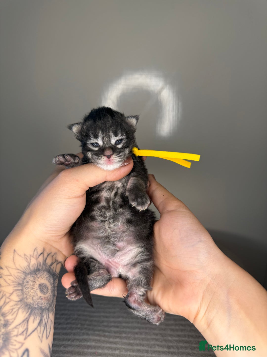 Maine Coon cats for sale: XL maine coon kittens available in Market Rasen - Image 7