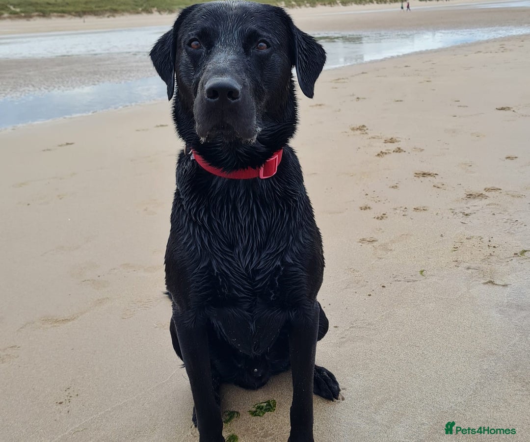 Labrador Retriever dogs for stud: Health tested Labrador retriever proven stud in Kirkliston - Image 14