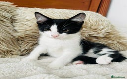 Mixed Breed cats for sale: Beautiful Kittens For Sale  - Image 7