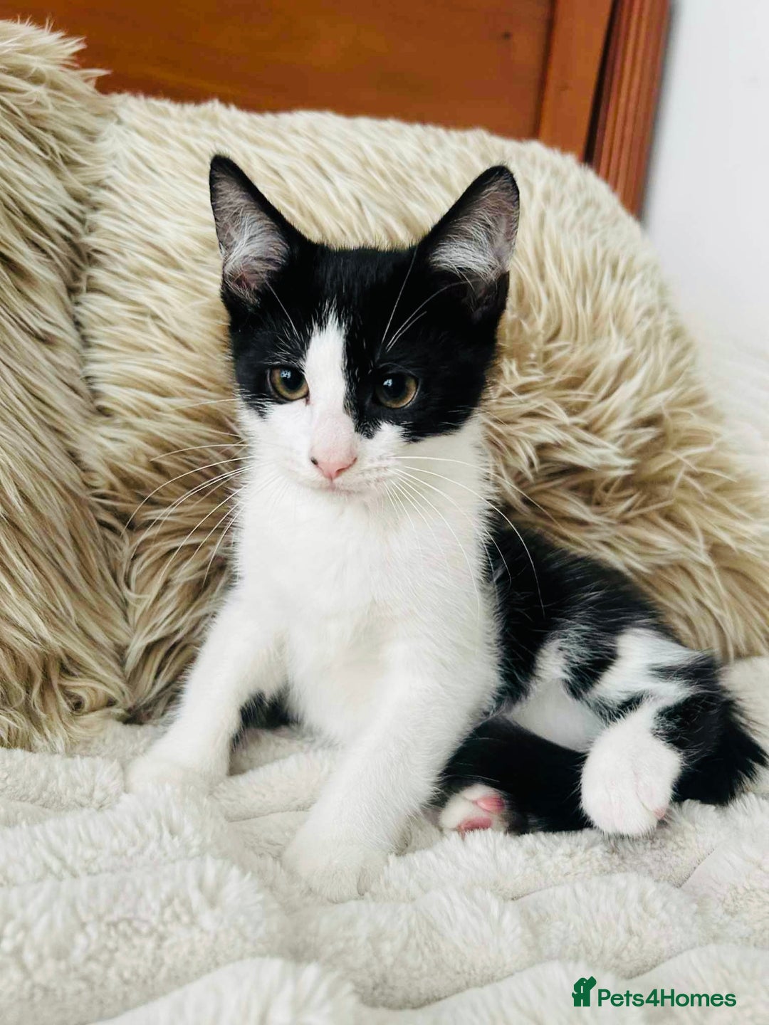 Mixed Breed cats for sale: Beautiful Kittens For Sale  - Image 7