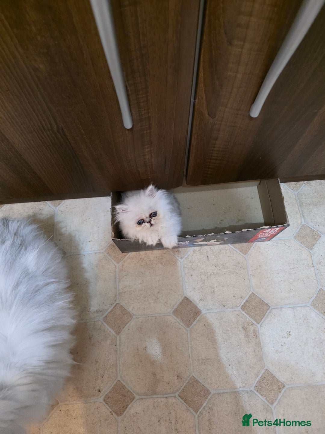 Persian cats for sale: Pedigree Chinchilla Persian  - Advert 1