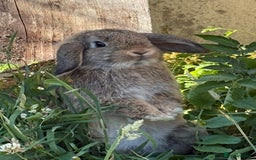 Mini Lop rabbits for sale: Male mini lop for sale - Advert 4