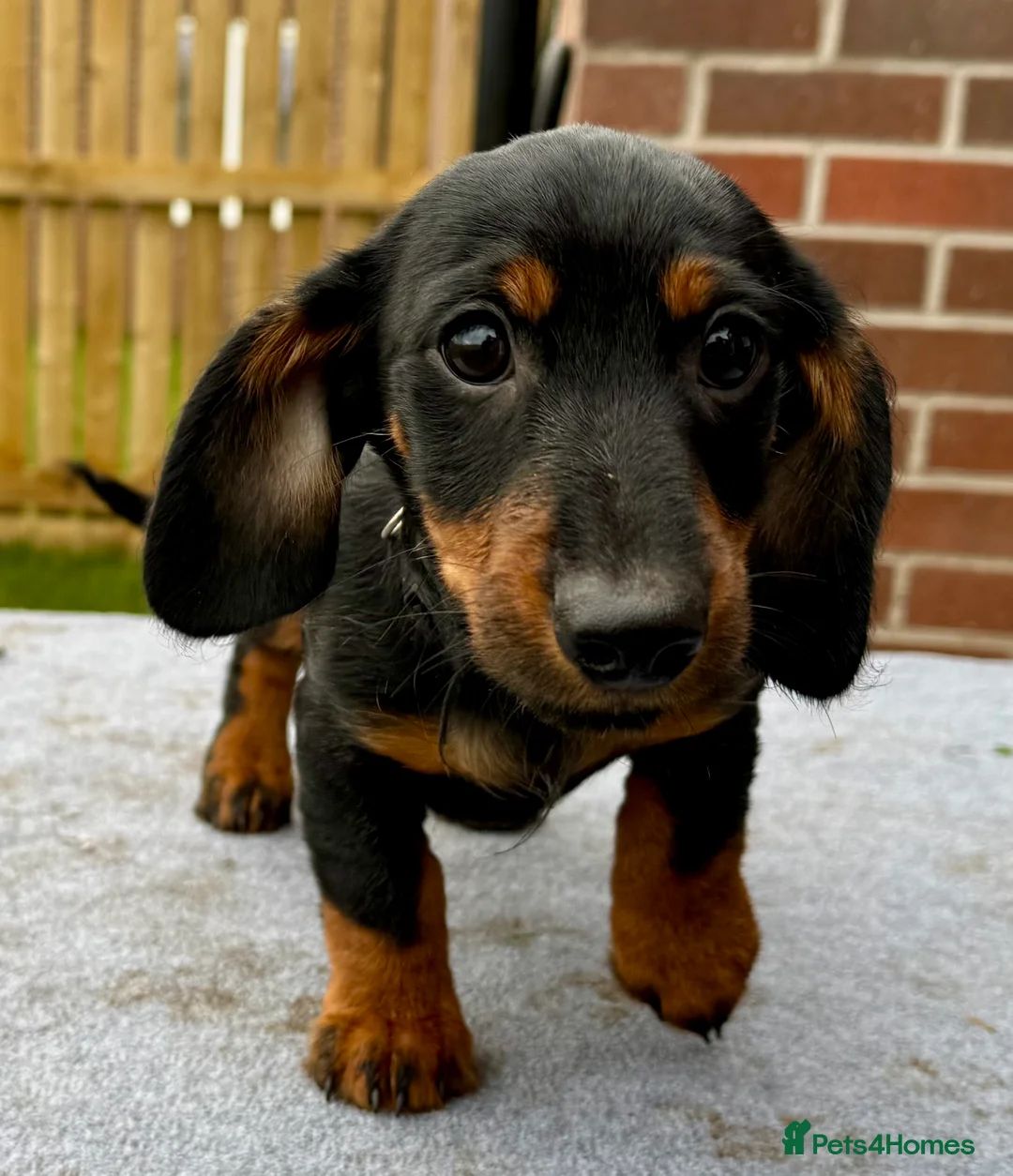 Dachshund dogs for sale: Dachshund puppies standard, wired-haired & smooth - Advert 30