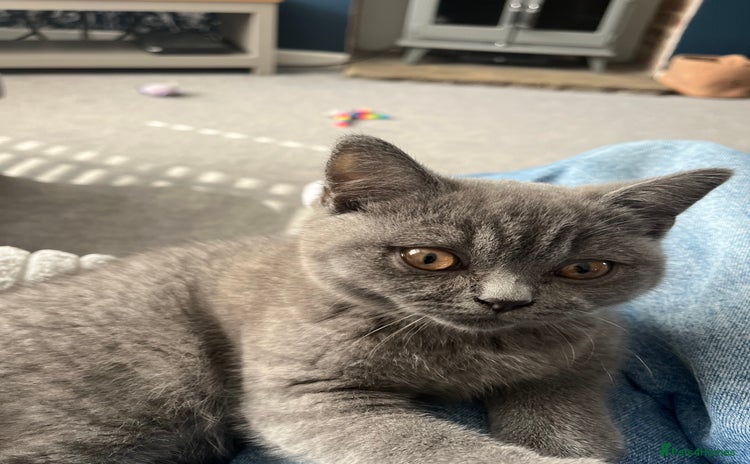 British Shorthair cats - Advert 1