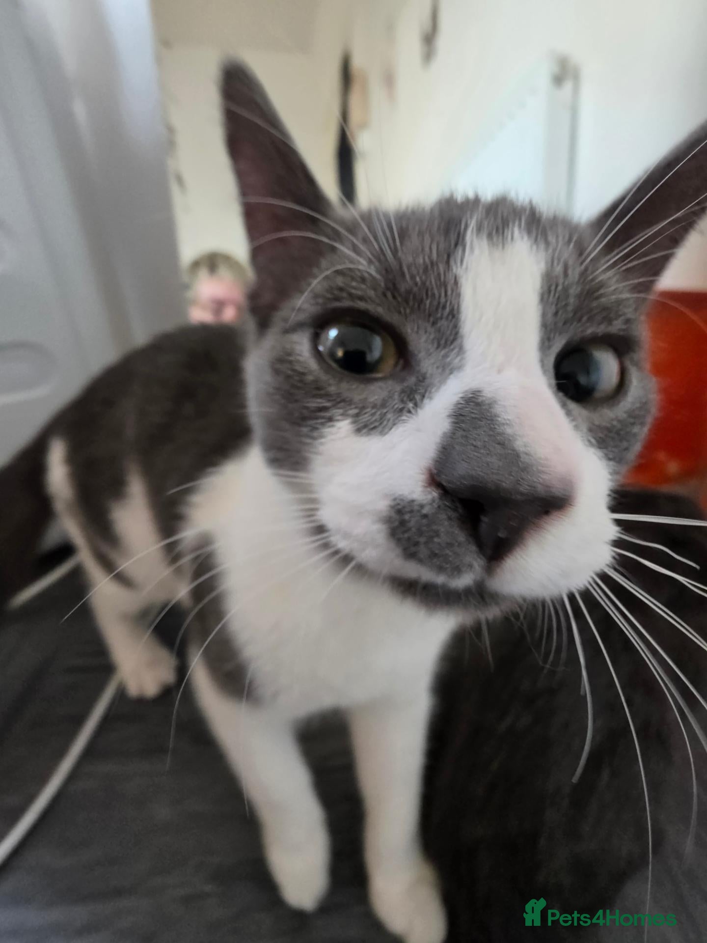 Mixed Breed cats Kittens with large personalities  - Advert 4