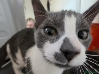 Mixed Breed cats Kittens with large personalities - Advert 4