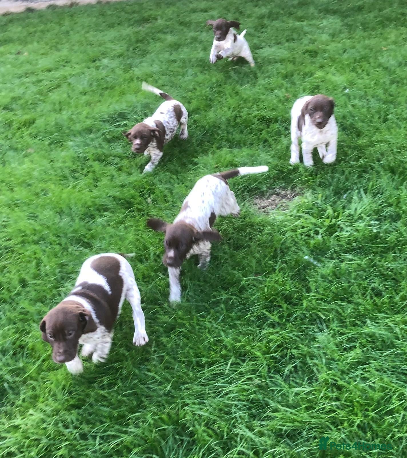 German Shorthaired Pointer dogs GSP Puppies - Advert 1