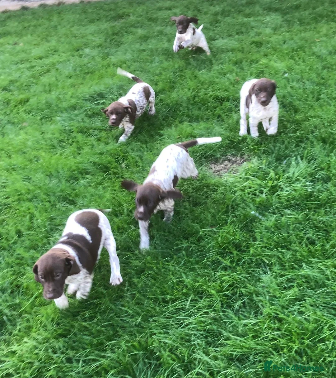 German Shorthaired Pointer dogs for sale: GSP Puppies in Aberdare - Advert 1