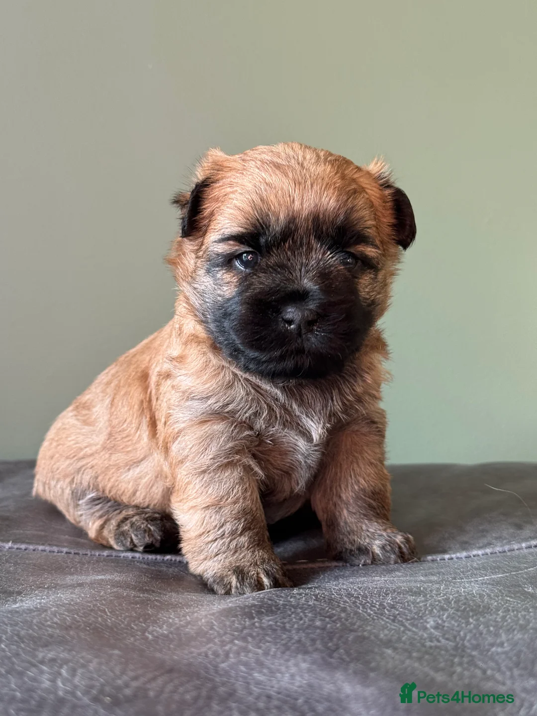 Cairn Terrier dogs for sale: KC reg Female pup off health tested parents  - Advert 12
