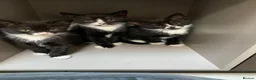 Mixed Breed cats for sale: Kittens  - Advert 7