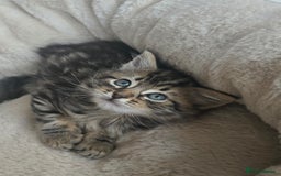 Maine Coon cats for sale: Adorable kittens mixed Maine Coon  - Image 5