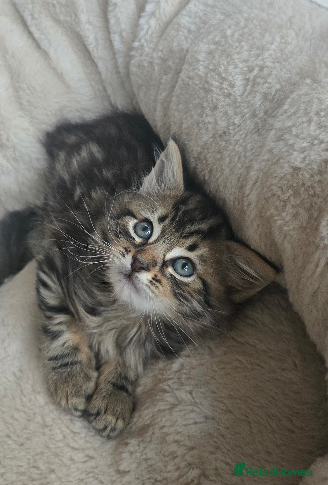 Maine Coon cats for sale: Adorable kittens mixed Maine Coon  - Image 5