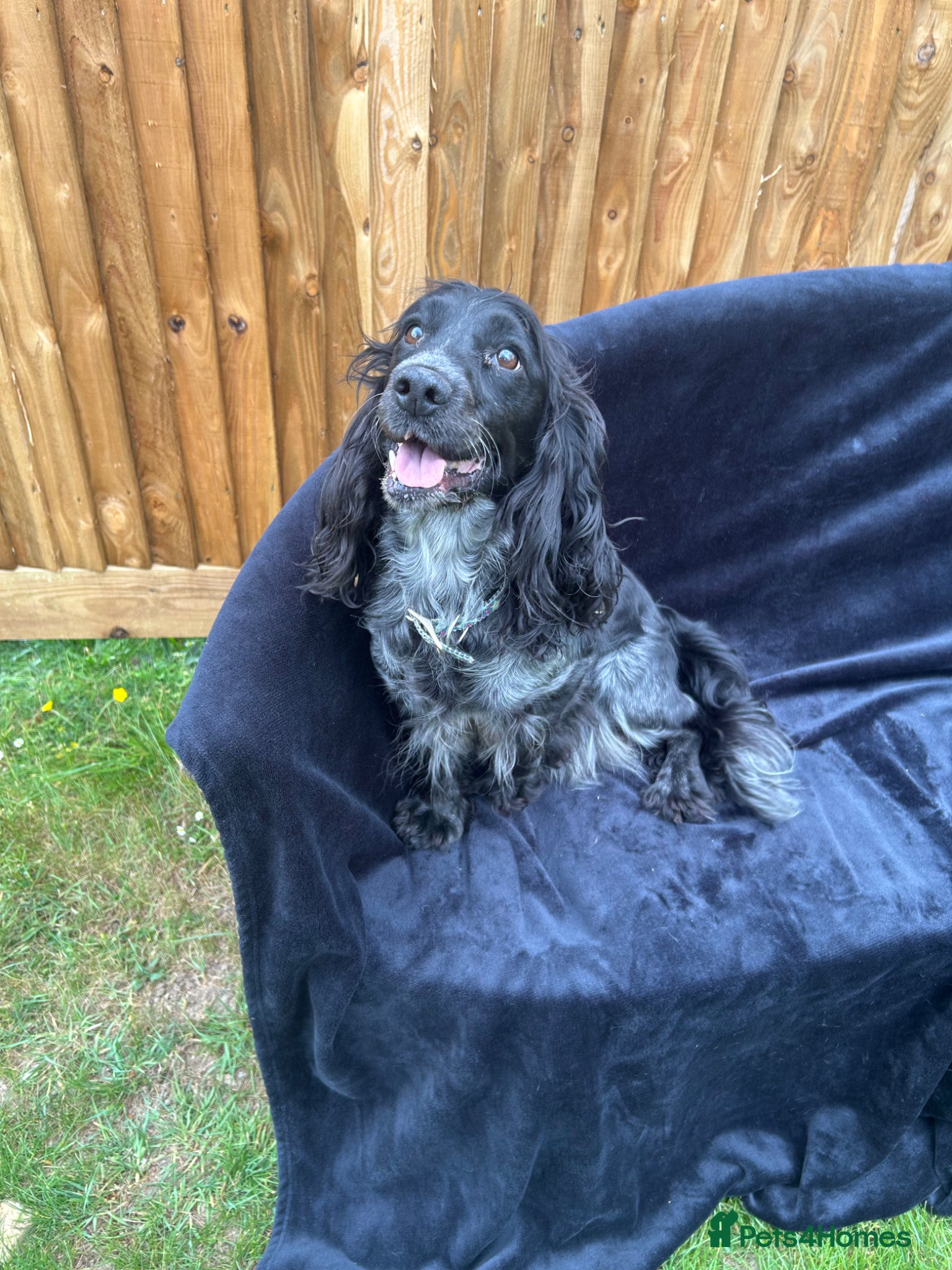 Cocker Spaniel dogs for sale: Show cockers!  - Advert 1