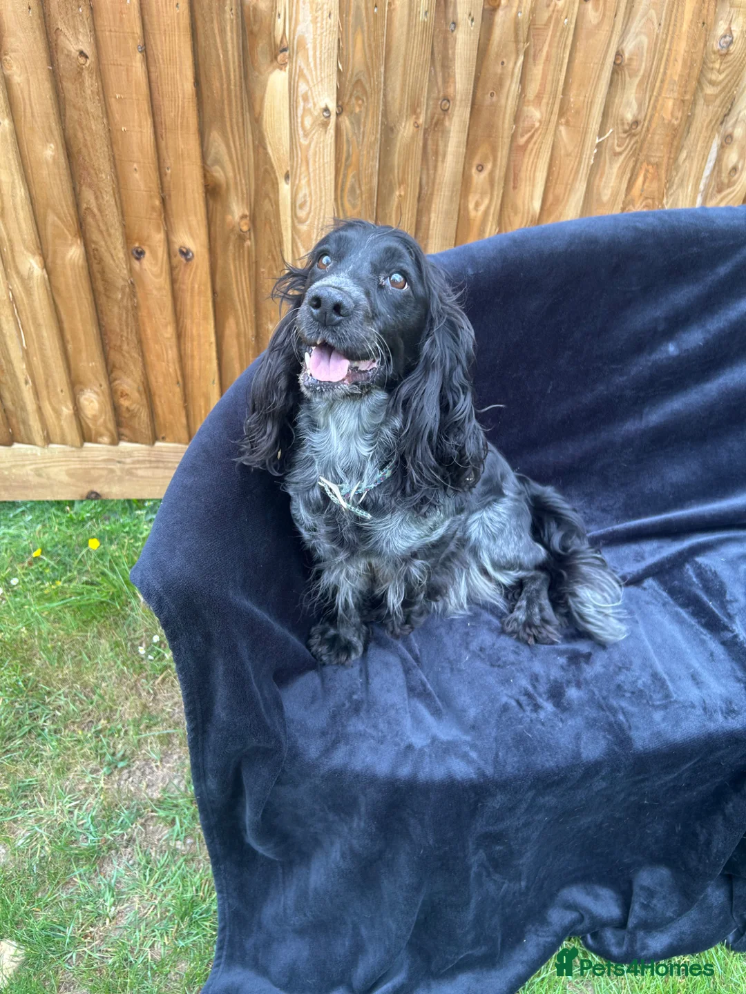 Cocker Spaniel dogs for sale: Show cockers!  - Advert 1