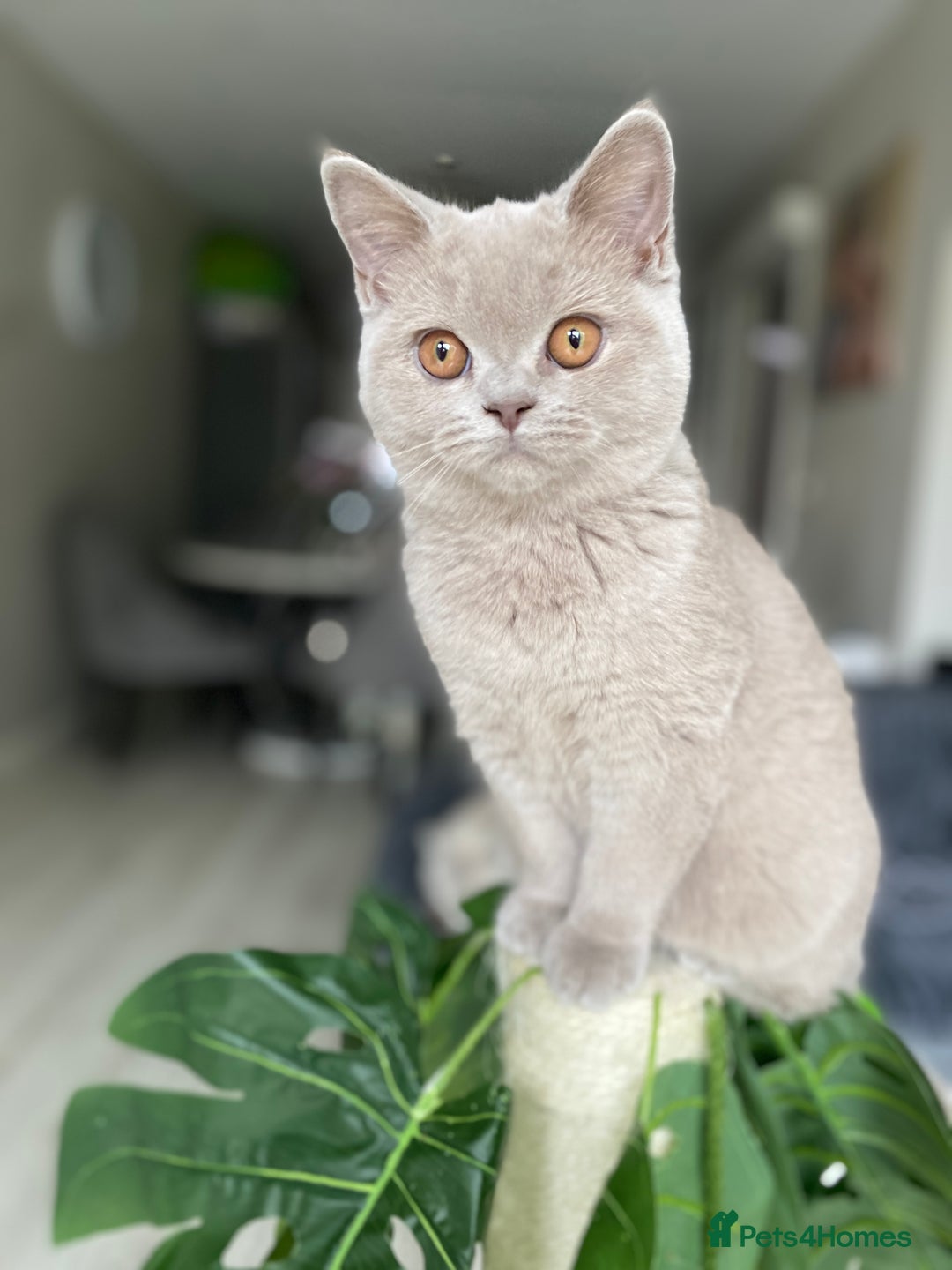 British Shorthair cats for sale: 👑 LILAC BSH reg GCCF LAST GIRL 👑 - Image 6