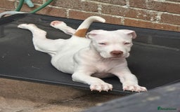 American Bulldog dogs for sale: Skye is looking for a new home. - Image 6