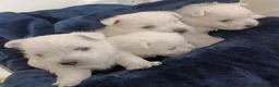 West Highland Terrier dogs for sale: RKC Westies quality puppies for sale  - Advert 2