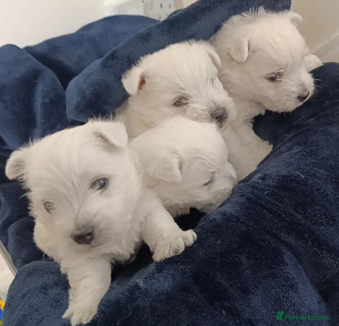 West Highland Terrier dogs for sale: RKC Westies quality puppies for sale  - Advert 2