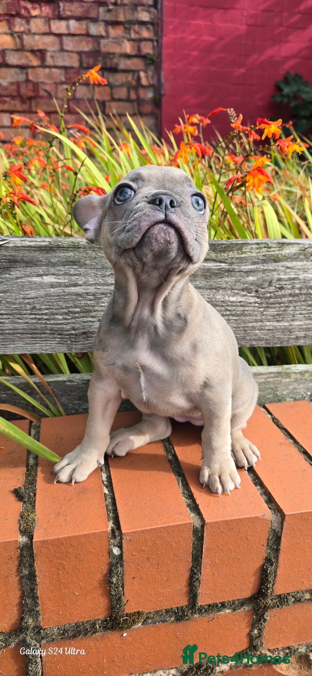 French Bulldog dogs for sale: Elsa Girl - Image 2