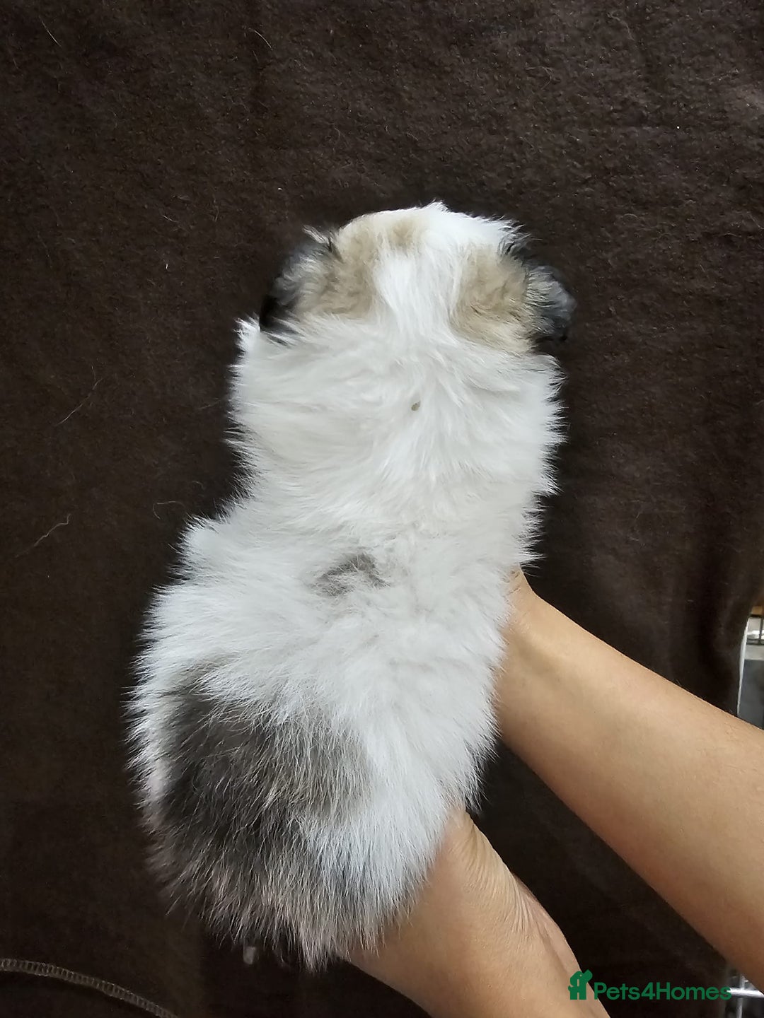 Mixed Breed dogs for sale: Shiranian pups shih tzu cross pomeranian  - Advert 4