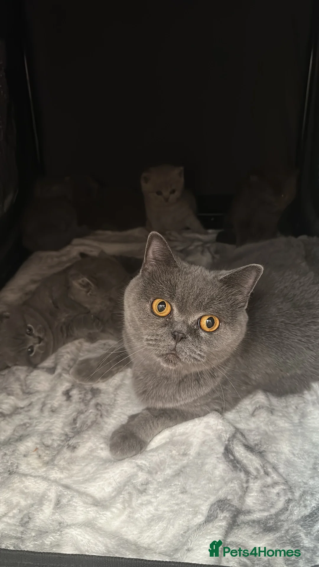 British Shorthair cats for sale: British shorthair kittens  - Advert 2
