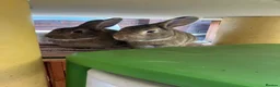 Mixed Breed rabbits for sale: Neutered pair bonded 2yo mixed breed rabbits  in London - Advert 3