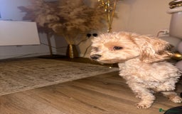 Maltipoo dogs for stud: Teddy in Bury - Image 2