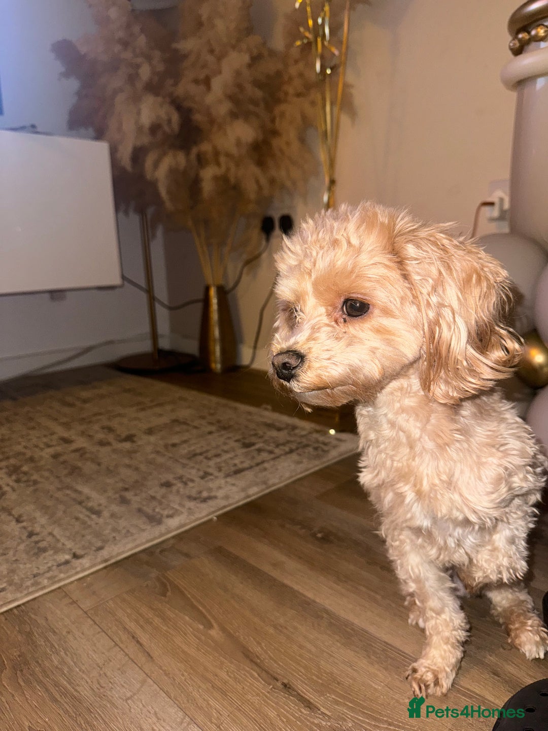 Maltipoo dogs for stud: Teddy in Bury - Image 2