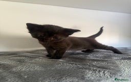Ragdoll cats for sale: Beautiful Ragdoll X Kittens For Sale 🐾  - Image 20