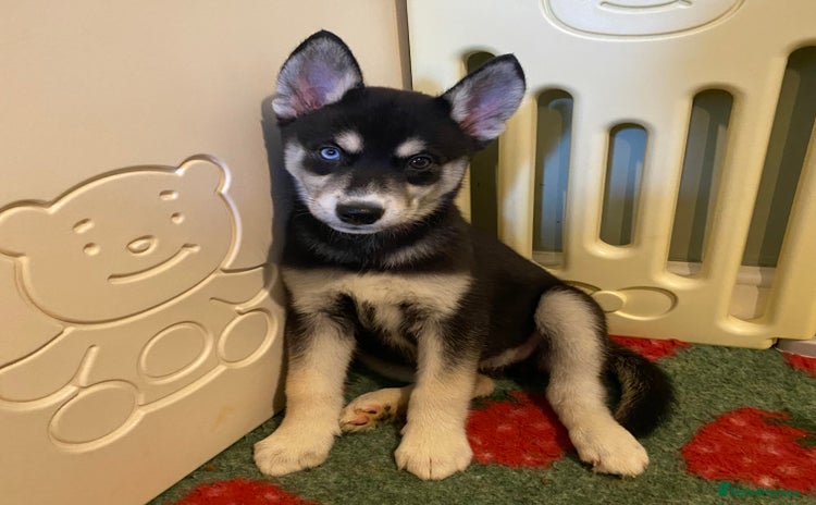 Siberian Husky dogs in Warwick - Advert 3