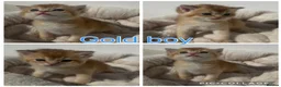 British Shorthair cats for sale: Lilac golden and gold GCCF kittens  - Advert 4