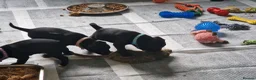 Patterdale Terrier dogs for sale: 1 left - Working Patty Pup - Advert 7