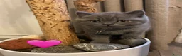 British Shorthair cats for sale: Fluffy British Shorthair kittens in Scunthorpe - Advert 11