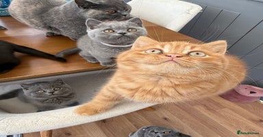 British Shorthair cats - Advert 1