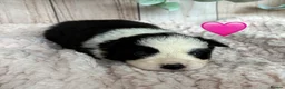 Border Collie dogs for sale: Gorgeous Seal & Black&White Border Collie Puppies  - Advert 7