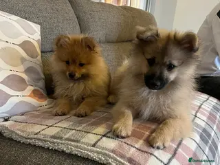 Pomeranian dogs Two male Pomeranian puppies for sale - Advert 10