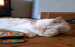 Ragdoll cats for sale: Flame point male ragdoll, Ozzy, aged 1 year - Image 2