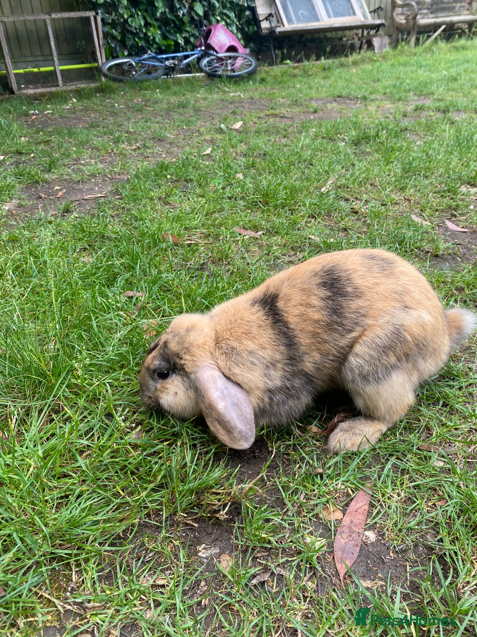 Mini Lop rabbits for sale: Proven Mini Lop Harlequin and Chocolate Bucks - Advert 1